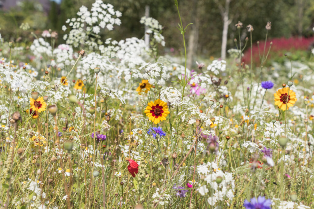 Going wild for meadows this summer - National Garden Scheme