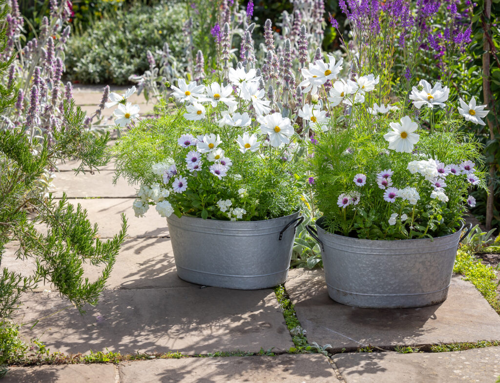 Top tips from Sarah Raven on getting the most from your containers and