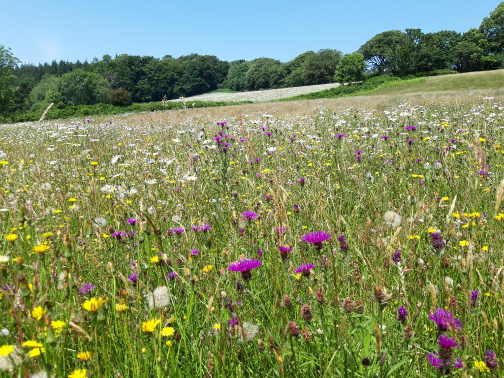 Rewilding and wildflower meadows to visit this summer National Garden