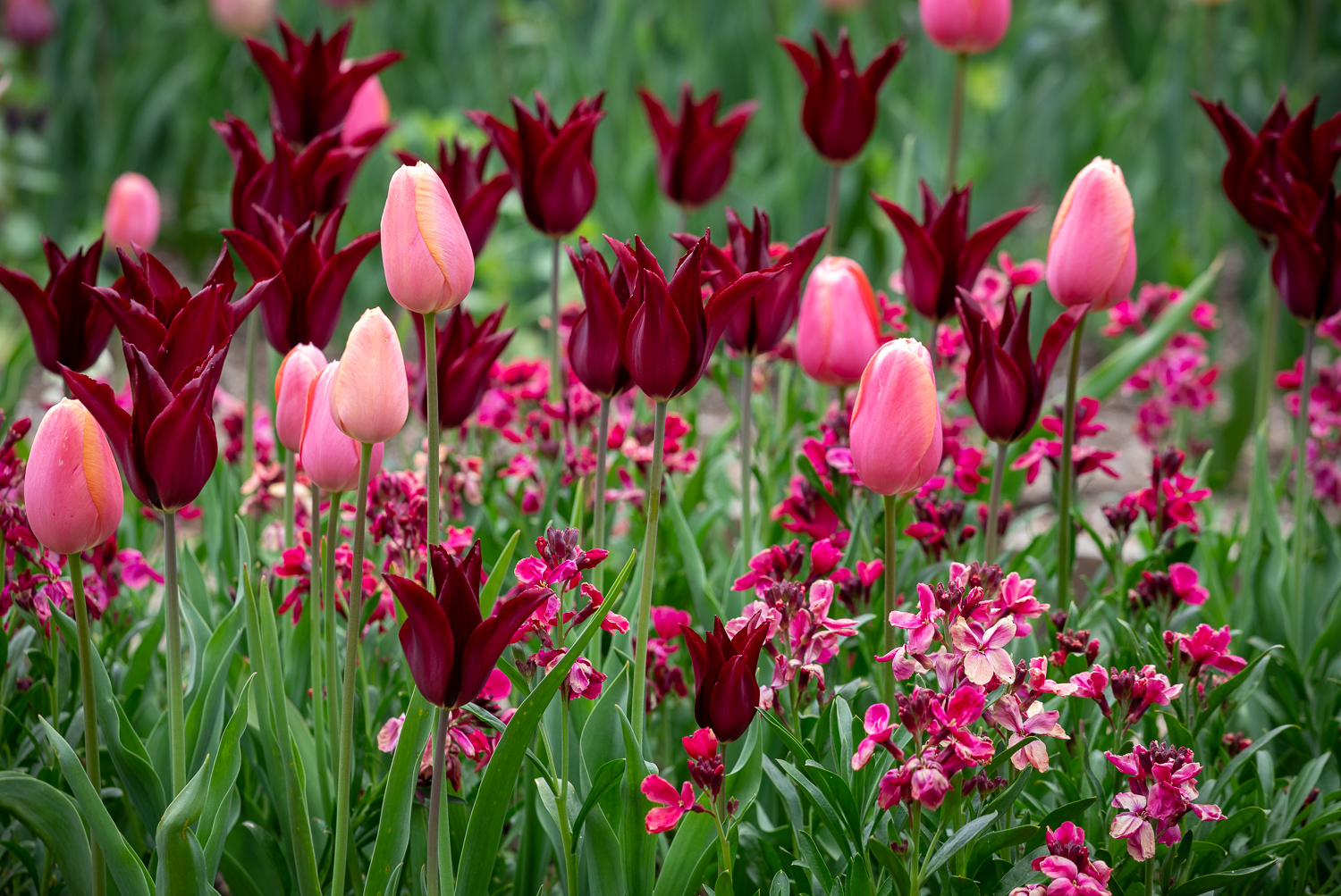 How To Create A Showstopping Display Of Tulips In Your Spring Garden 