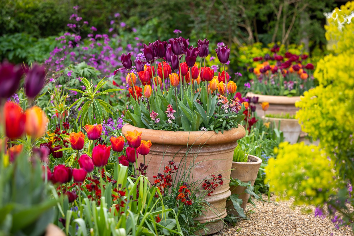 How to create a showstopping display of tulips in your spring