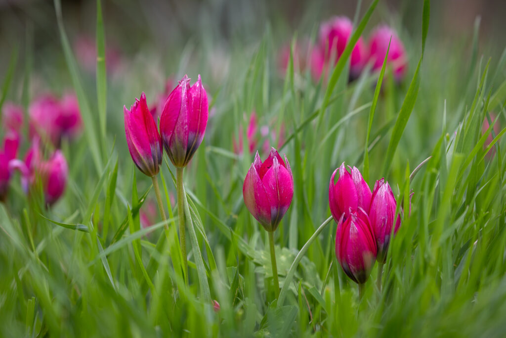 Tulips - Sarah Raven