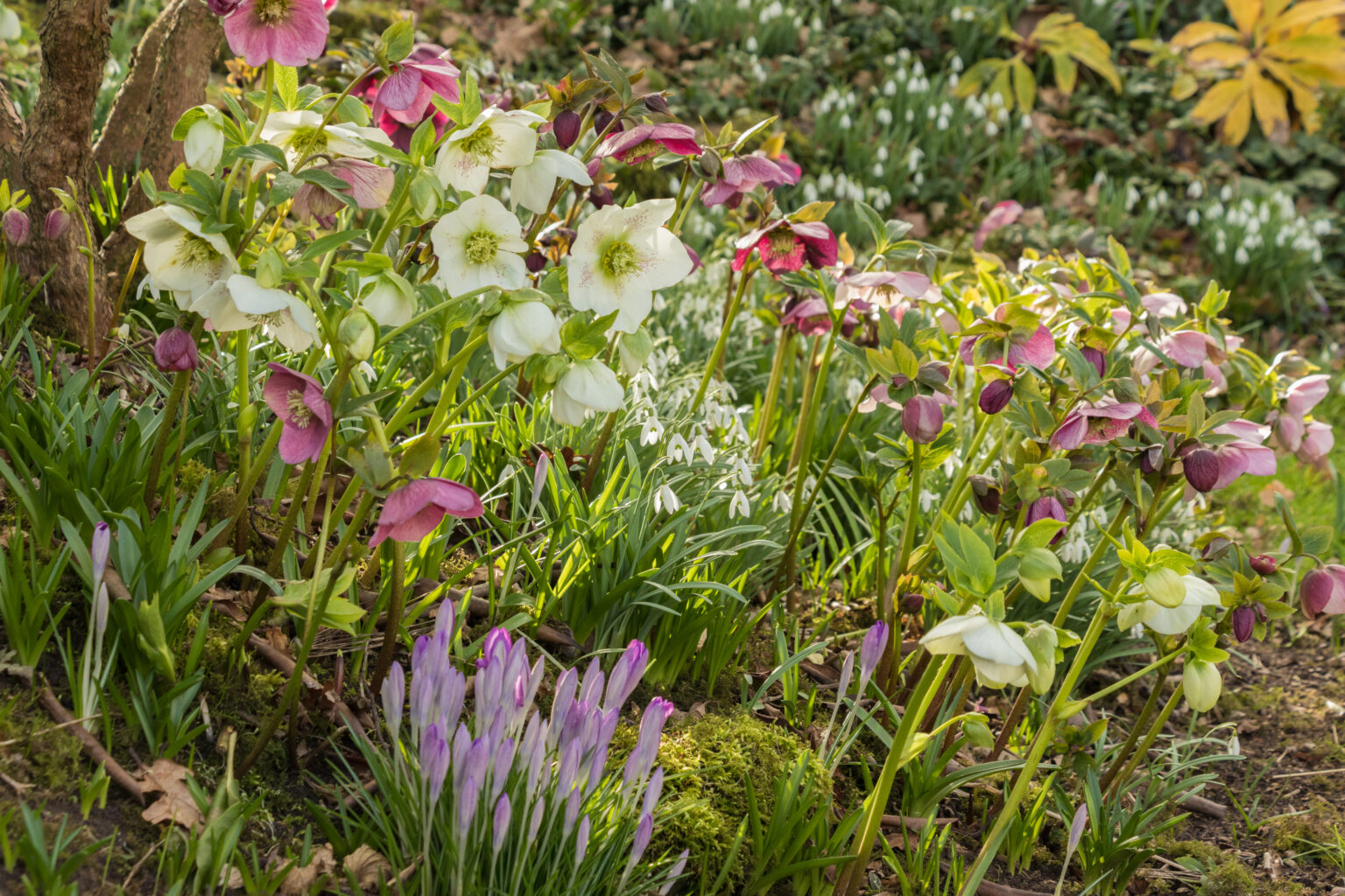 Dates for your diary early openers 2025 National Garden Scheme