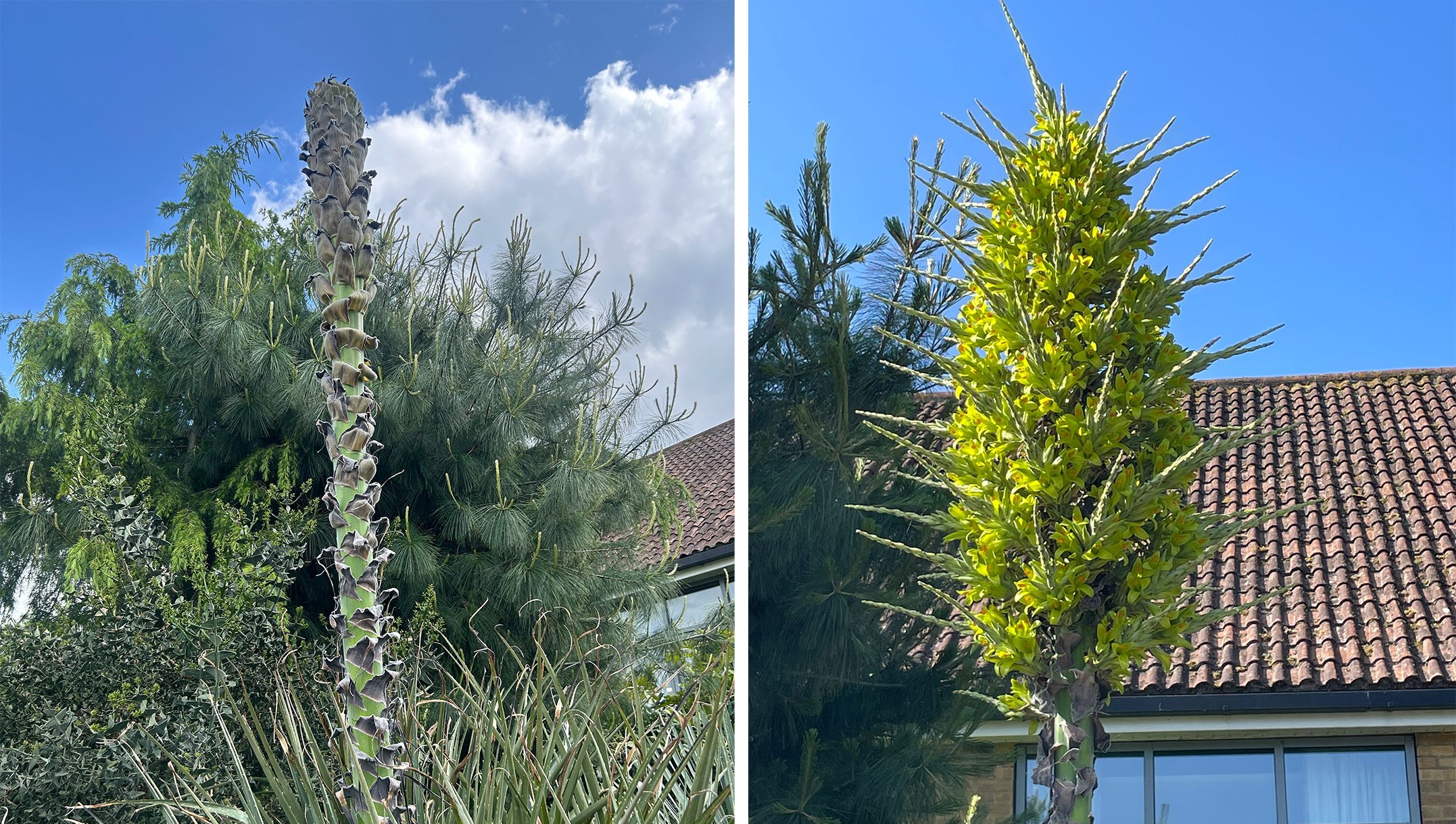 Montage of Puya chilensis