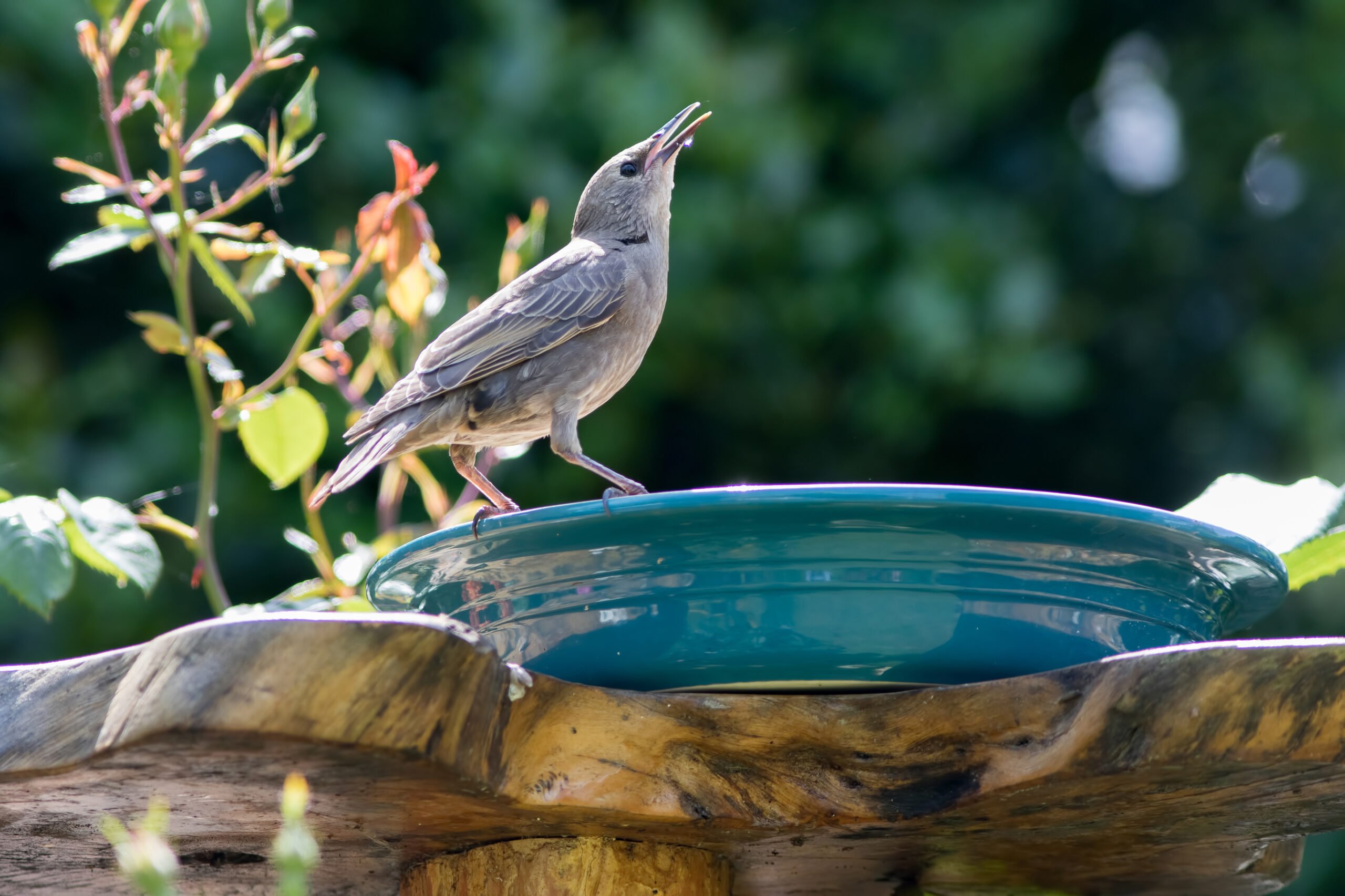 Female starling drinking