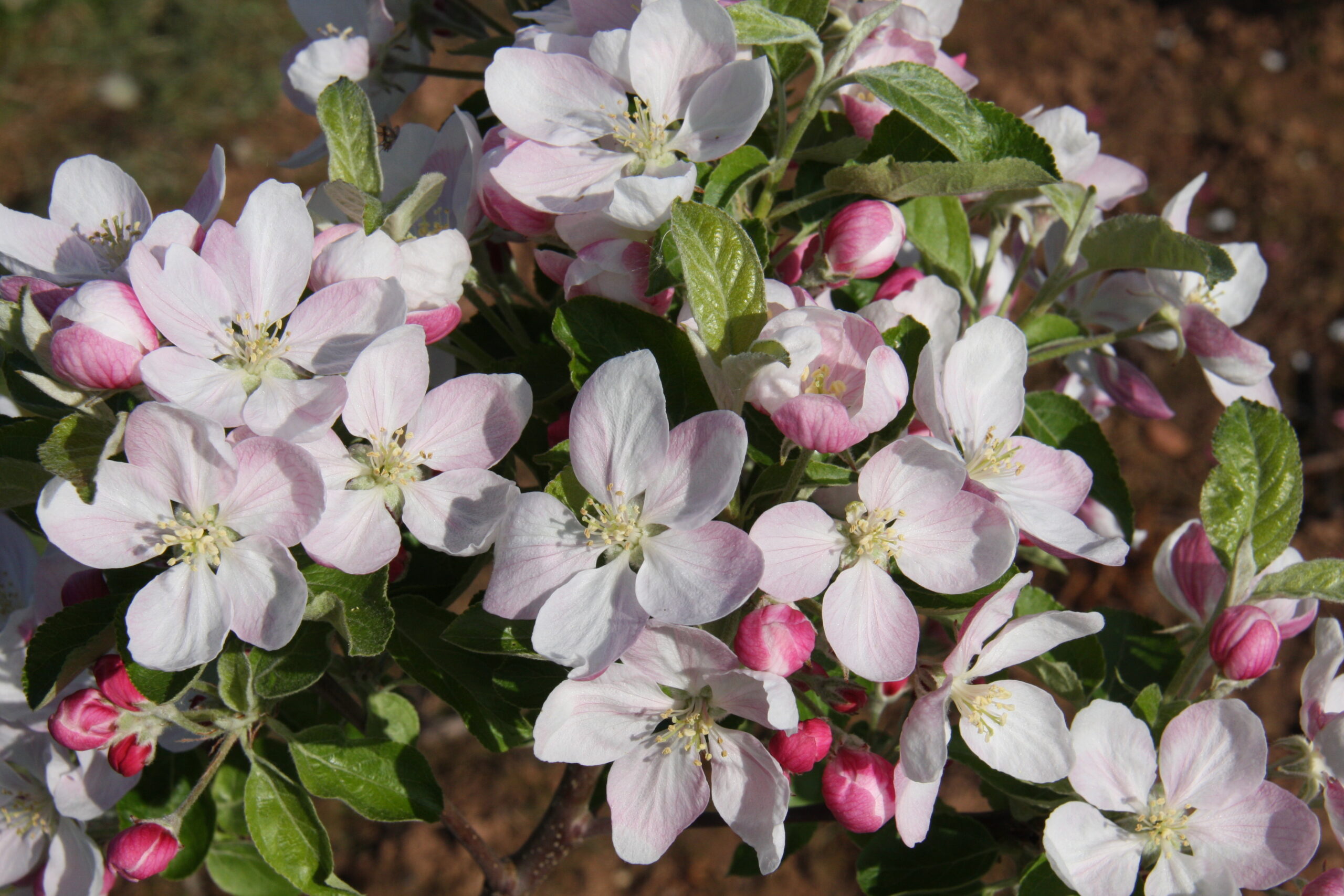 Apple (Malus) Legacy TM - Image 3