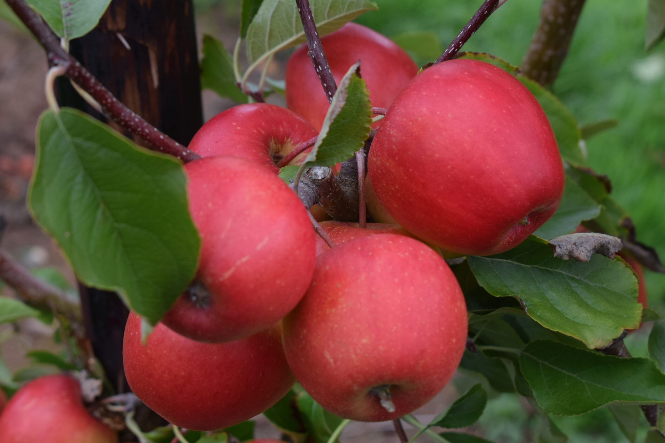 Apple (Malus) Legacy TM