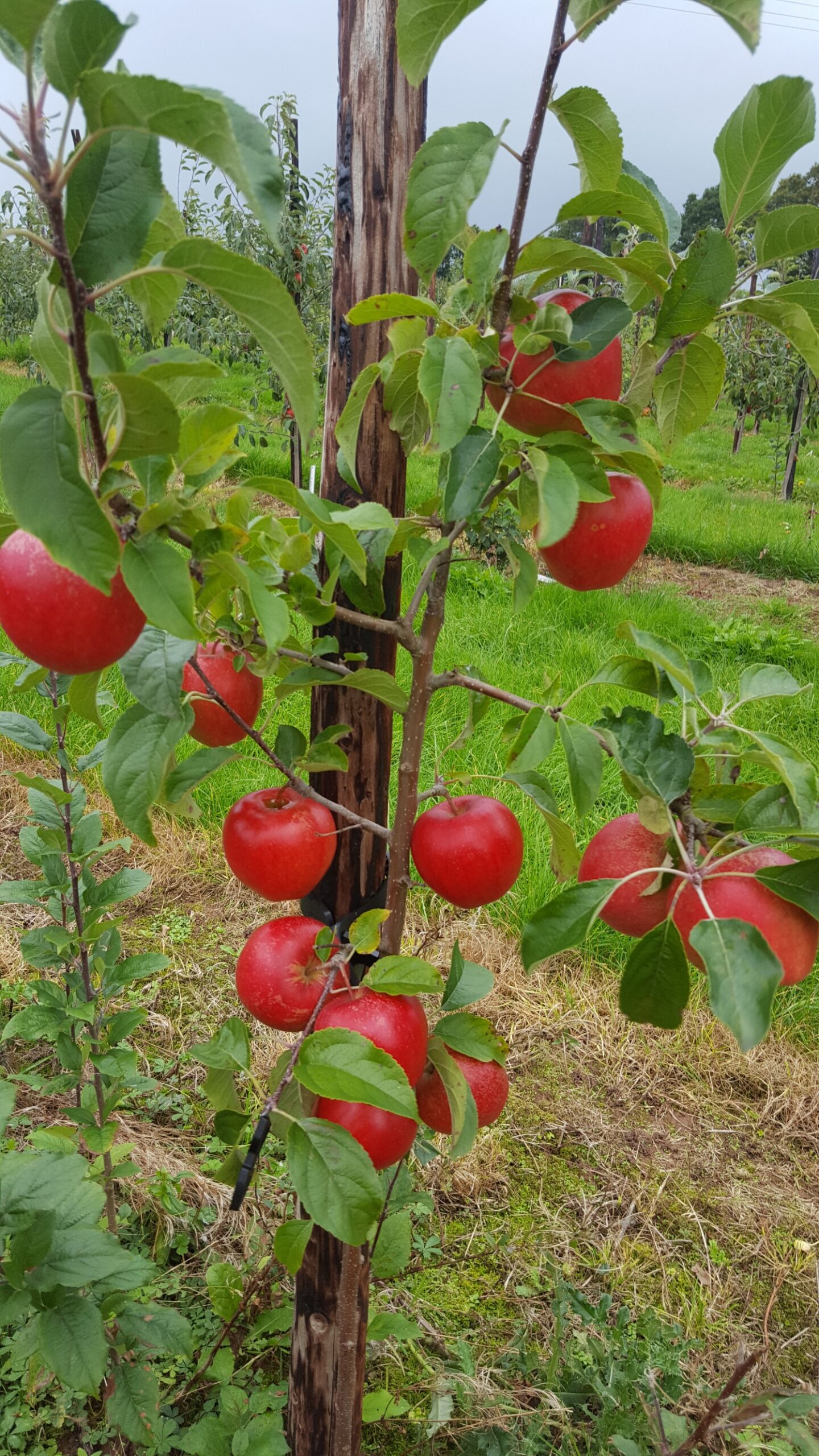 Apple (Malus) Legacy TM - Image 2