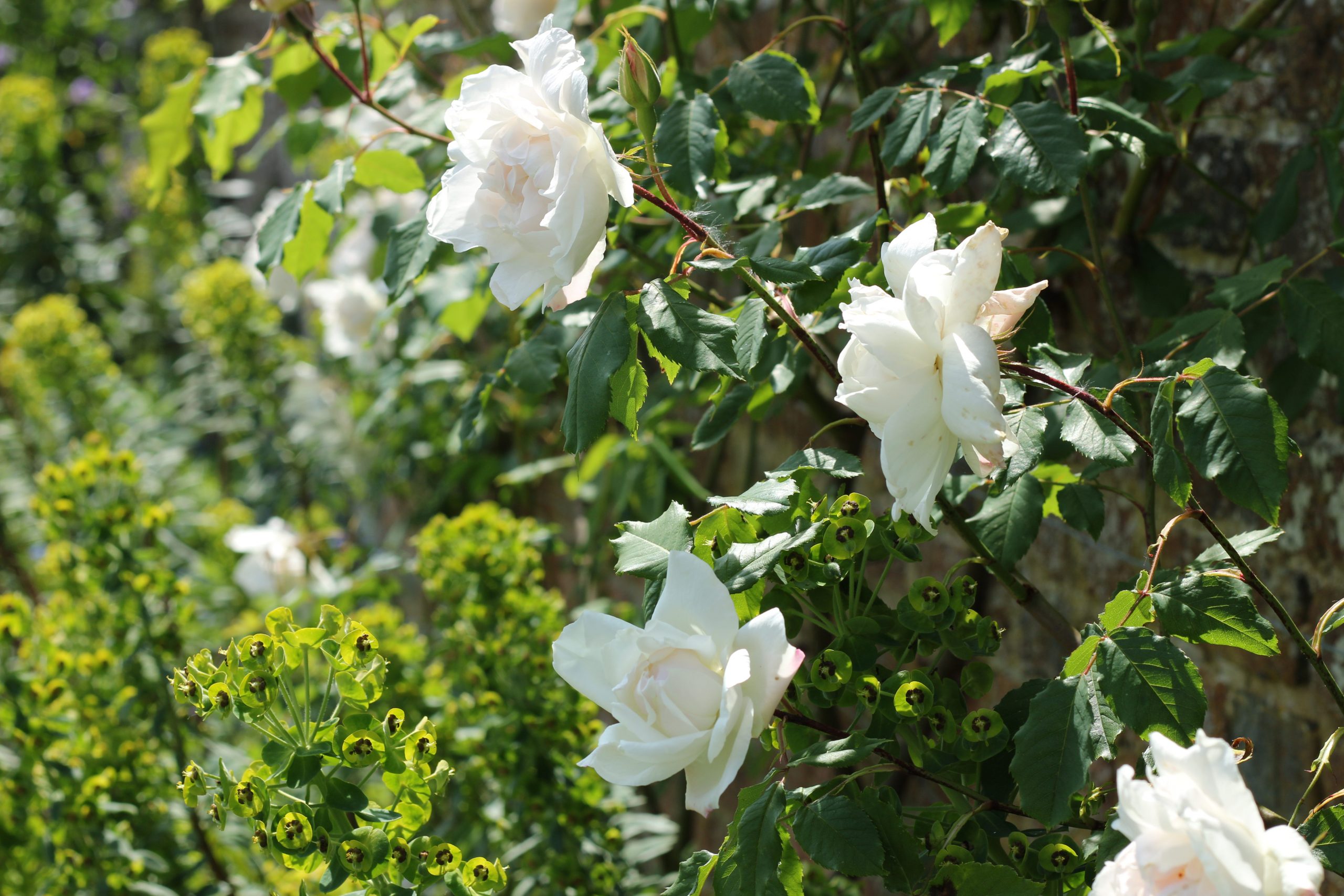 Great Maytham Hall, Kent: the most famous garden in literature - National  Garden Scheme