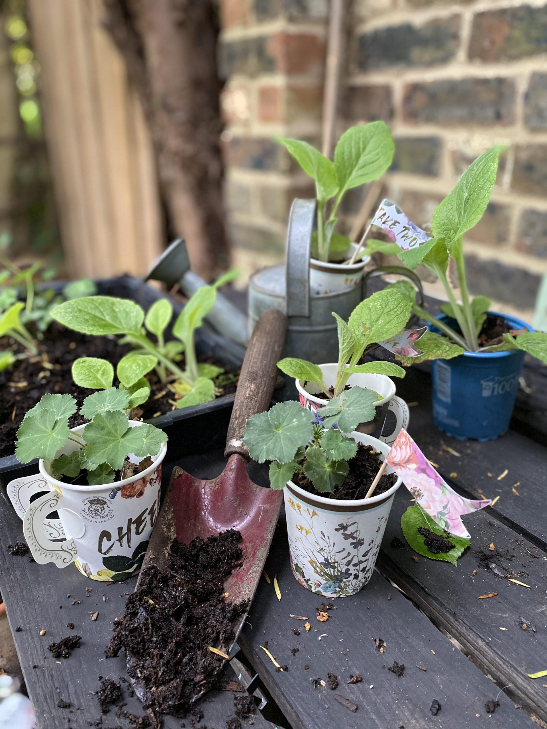 Paper cups to plant pots - National Garden Scheme