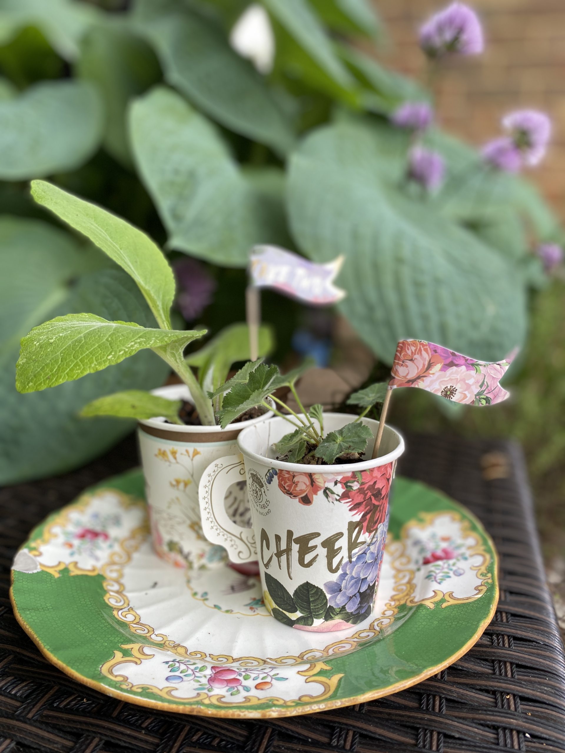 Paper cups to plant pots - National Garden Scheme