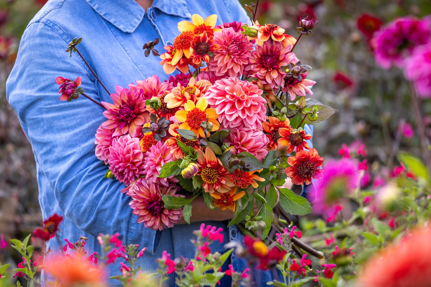 Top tips from Sarah Raven for the most delightful dahlias